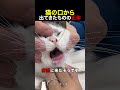 猫の口から出てきたものの正体