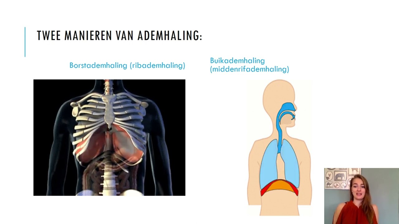 Samenvatting Gaswisseling 4 VMBO Biologie Voor Jou MAX - YouTube