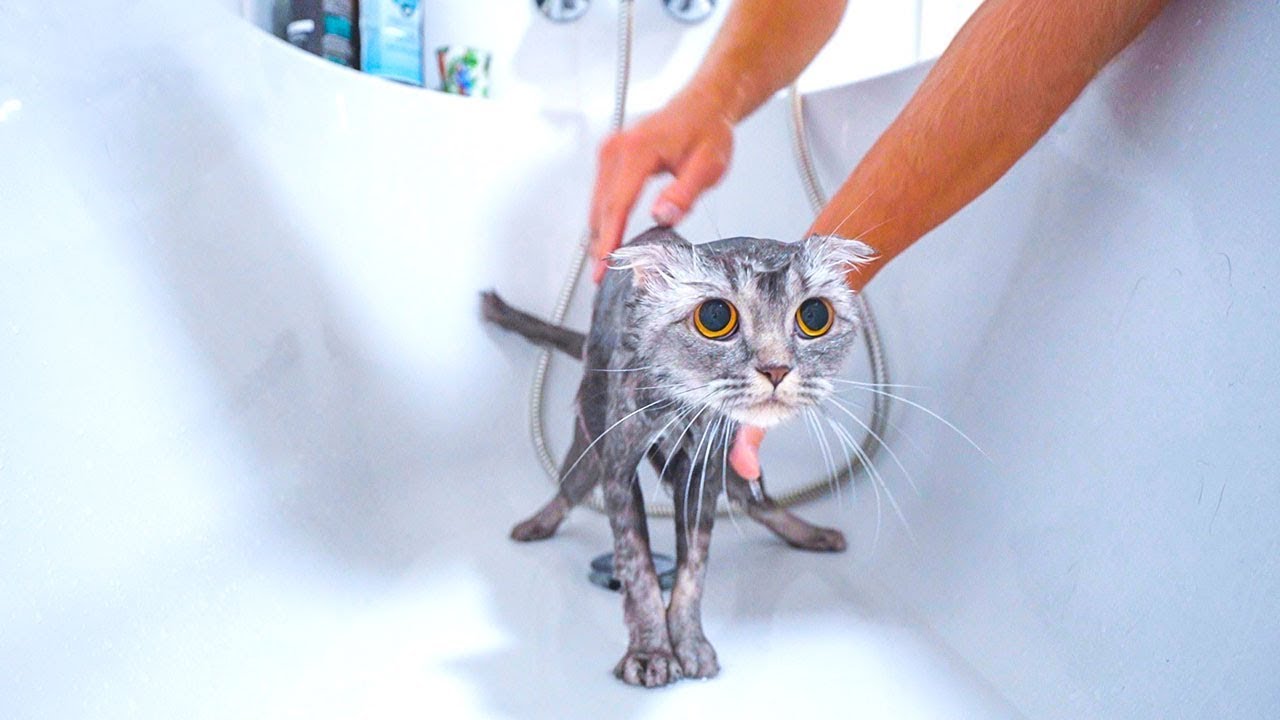 SOK DE POES WORDT GEWASSEN EN NIEUW SPEELTJE! #2199