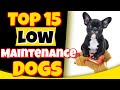 Top 15 Low Maintenance Dog Breeds 🐺ou Wouldn't Have Expected🤯