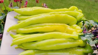 видео: Ծիծակի իդեալական թթու առանց հավելումների պարզ աղաջրով հեշտ տարբերակով/Цицак на зиму картинка: Ծիծակի իդեալական թթու առանց հավելումների պարզ աղաջրով հեշտ տարբերակով/Цицак на зиму