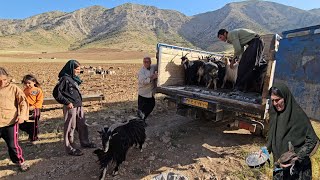 An incredibly fascinating film about Rajab and the transfer of goats to the mountains