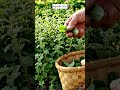 ปลูกเมล็ด EP64 หูเสือและโหรพา #สร้างจากai #aigenerated #gardening #vegetables