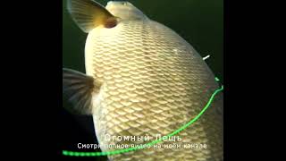 Огромный Лещ, рыбалка, подводная охота река Ангара #shorts #short #shortvideo