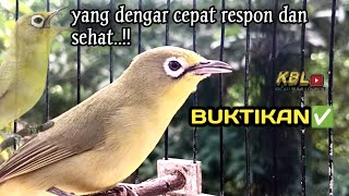 CIAK CIAK JOSS KECIAL KUNING AMPUH||PANCINGAN KECIAL MALAS BUNYI||