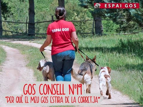 Gos Consell nº19 Per què el meu gos estira de la corretja