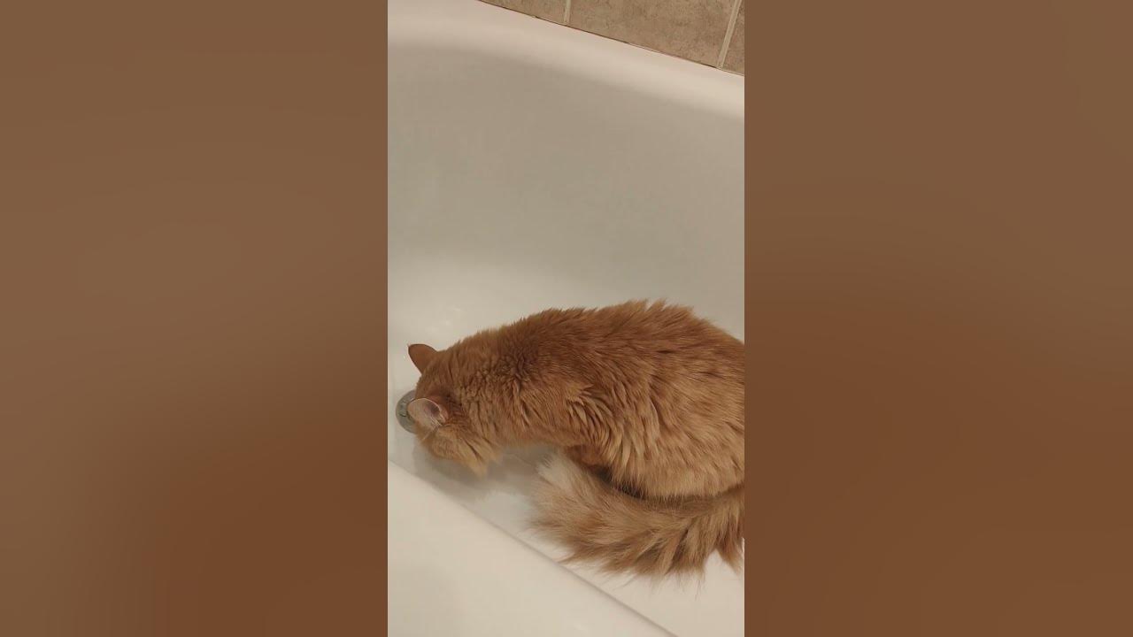 КОТ ФЕДОР 😺🤣😺 - YouTube