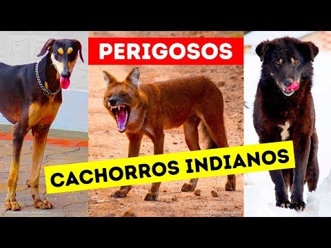 Vídeo: 11 cães indianos mais perigosos