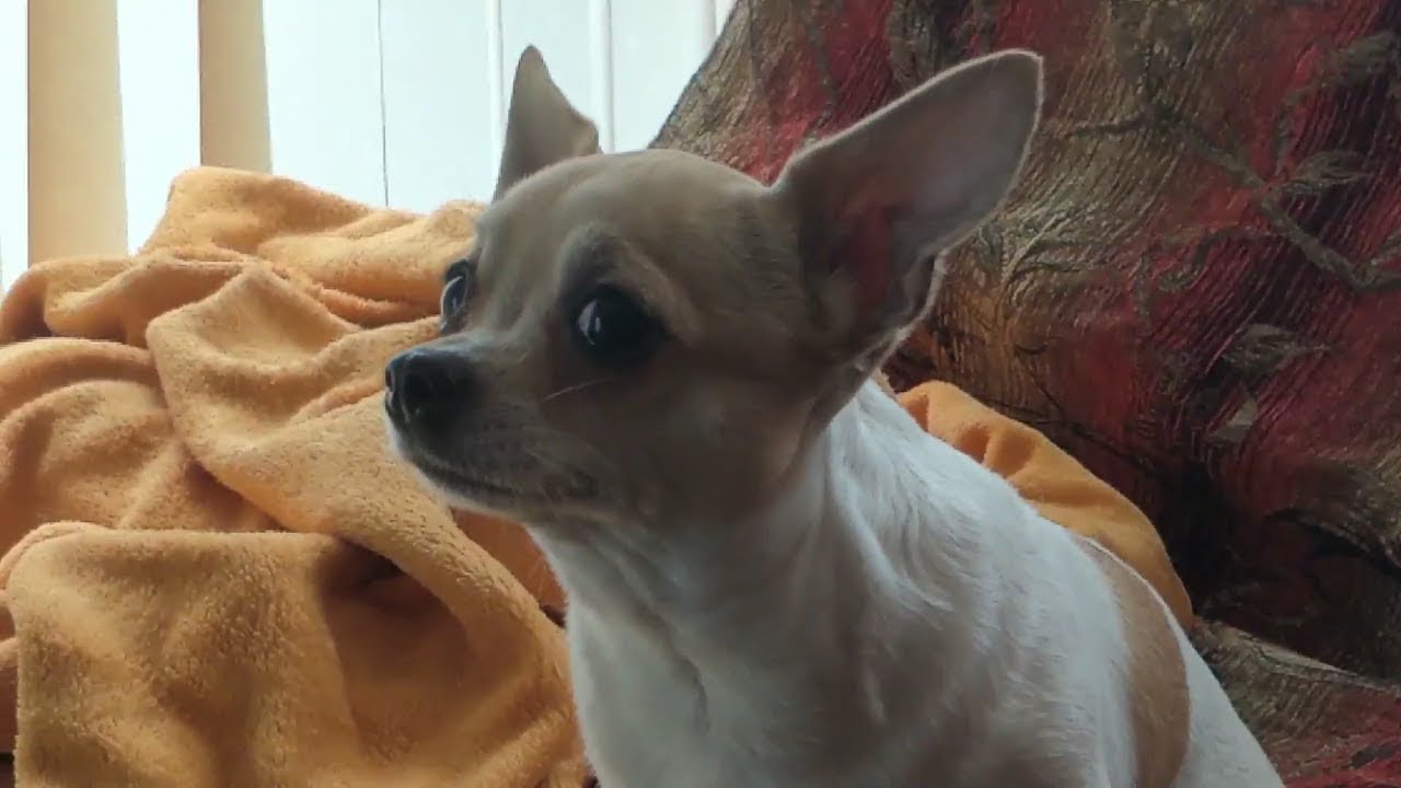 Greedy Chihuahua Stares Grievously In Hopes To Be Given Some More ...