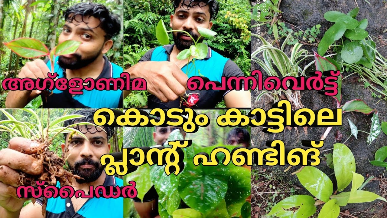 ആമസോണ് കാട്ടിലെ പ്ലാന്റ് ഹണ്ടിങ്/plant hunting/ pennywort hunting