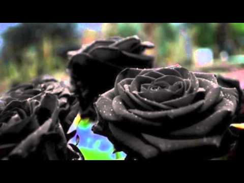 Video: Azul & Rosas negras: ¿Existen las rosas negras? ¿Existen las rosas azules?