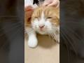 耳掃除が気持ちよすぎて昇天する猫 耳掃除が気持ちよすぎて昇天する猫