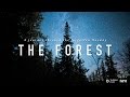 The forest  a timelapse journey through the forgotten norway 4k