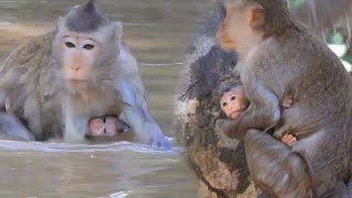 Baby monkey has difficulty breathing when mother takes him for a swim by Cambodia Wildlife  17 views 5 days ago 13 minutes, 36 seconds