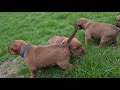 Irish Terrier Welpen vom Haseland Woche 4 の動画、YouTube動画。