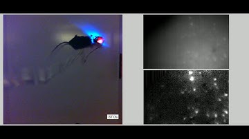 In vivo imaging with Miniscope in hippocampus CA1