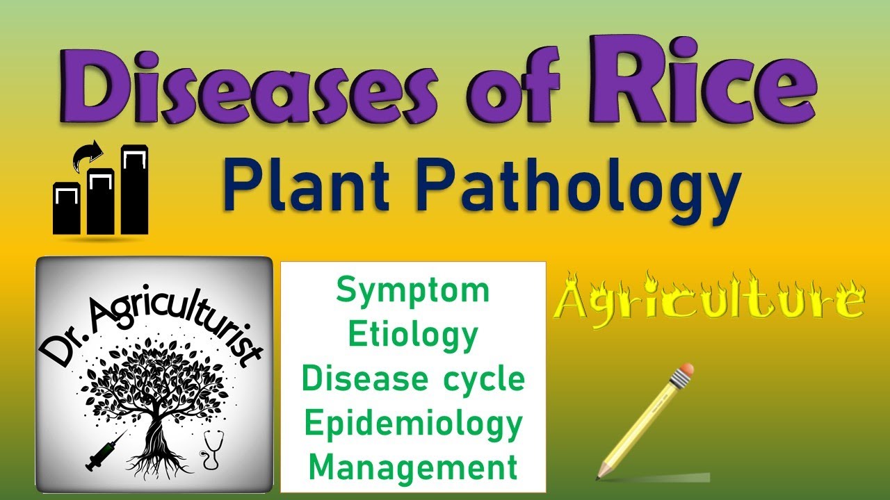 L13 Diseases of Rice | धान में लगने वाले रोग और उनका समाधान | rice blast 