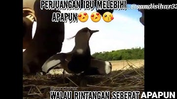 IWAN FALS-IBU STATUS WA ibuku sayang masih terus berjalan
