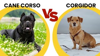 Cane Corso vs Corgidor: The Mixed Breed Comparsion