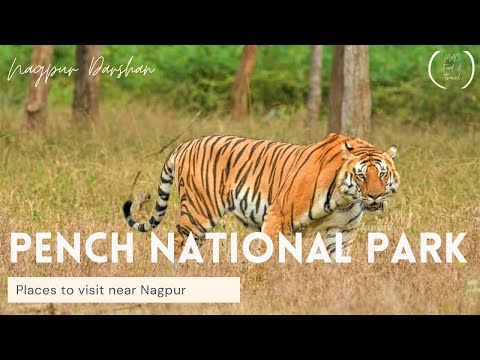 Pench National Park, Near Nagpur, Maharastra, India | Best Place to Visit Near Nagpur - YouTube
