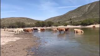 Aquí en el campo dándole agua al ganado