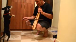 Horon Oynayan Çılgın Köpek