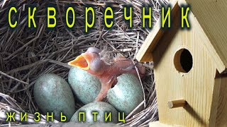 Домики для птиц. Гнездо ласточки.