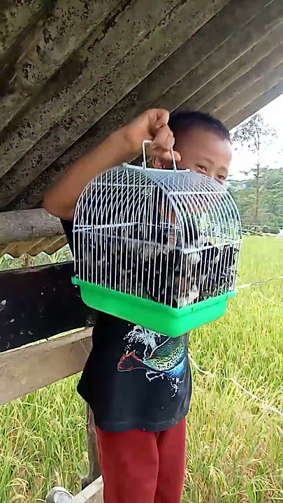 jaring burung emprit dapat banyak