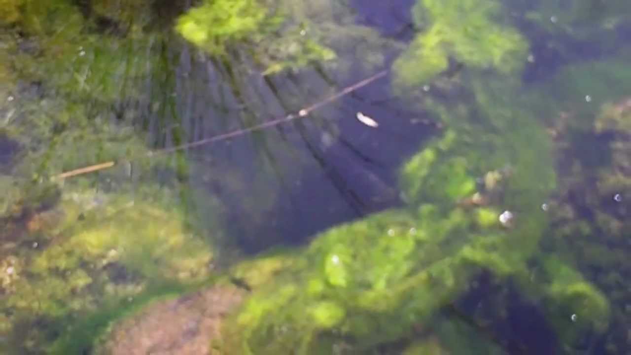 watershed Breeding pair of exCichlasoma urophthalmus aka Mayan cichlid in the wild Cenote Paradise, Xel Ha
