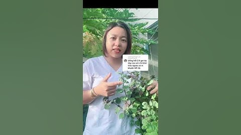 Công dụng của Lá tía tô #shorts #thanhdongvlog