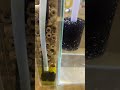 배면여과 DIY   어항 수족관 DIY Aquarium Back Filtration
