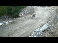 Дикий леопард в Кабардино-Балкария