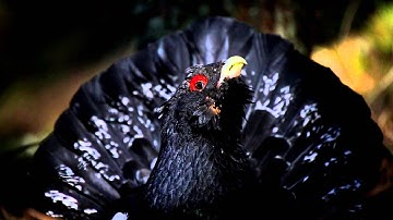 Capercaillie