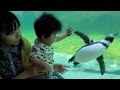 葛西臨海水族園に行ってきました の動画、YouTube動画。