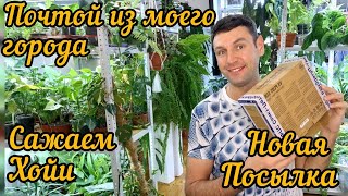 Новинки растений Хойи/ Почта по городу / Пересадка