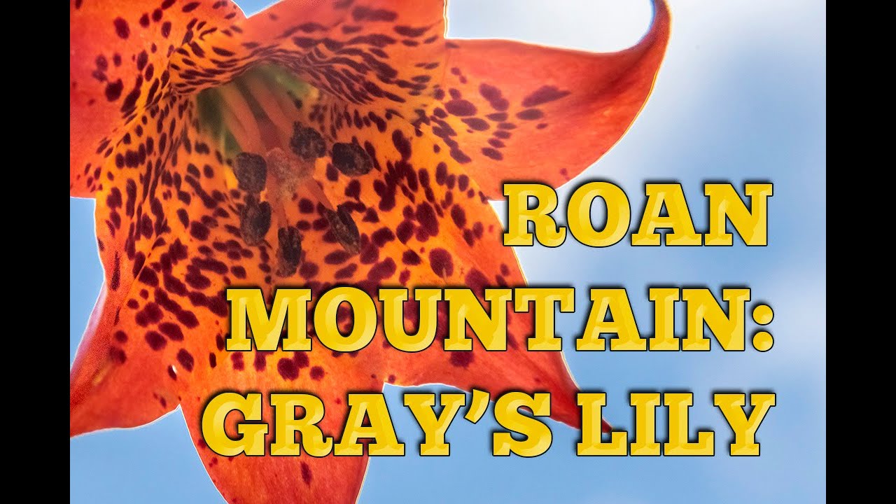 Roan Mountain, Tennessee: Gray's Lily