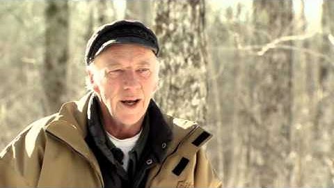 Exploding Maple Trees?!