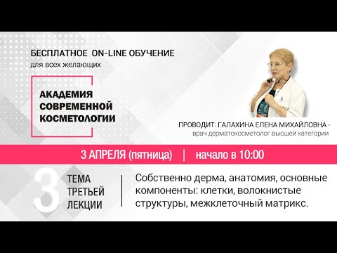 ТРЕТЬЯ ЛЕКЦИЯ. Собственно дерма, анатомия, основные компоненты.