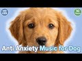10 Hours Calming Music for Dogs 🐶 Stop Barking, Anxiety Relief &amp; Deep Sleep Dog Music