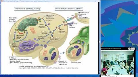 Immunologic Tolerance (Christina Ciaccio, MD)
