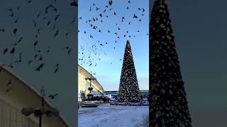 snow and birds