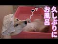 柴犬小春　そろそろ温いお風呂が気持ちイイ！でもとりあえず逃げるｗ