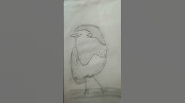 American Robin #drawing#bird drawing #bird