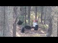 Black Bear Hunting