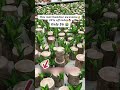 Discover the brazilian wood plant: a lush, air-purifying marvel for your home