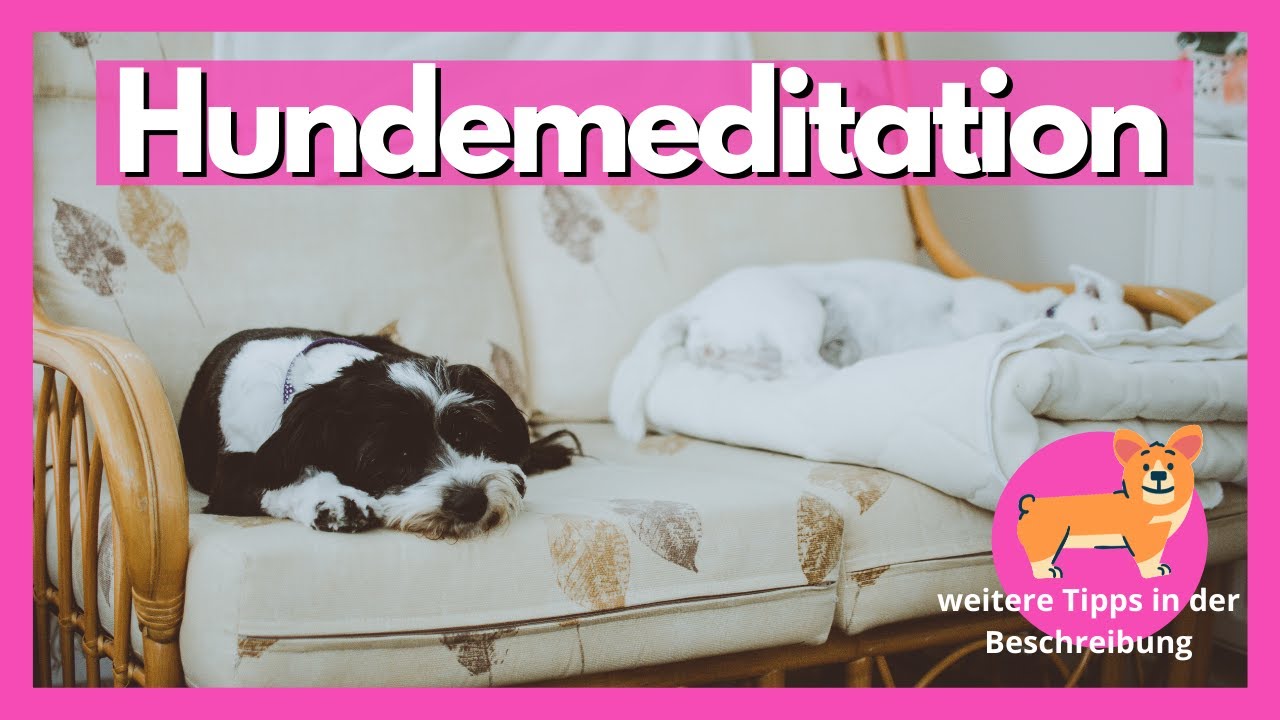 Hundemeditation: So entspannt auch dein Hund - YouTube