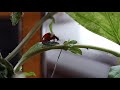 Божья коровка умывается. Ladybug.