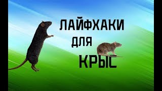 Лайфхаки для крыс и других грызунов Big Family Лайфхаки для крыс и других грызунов Big Family