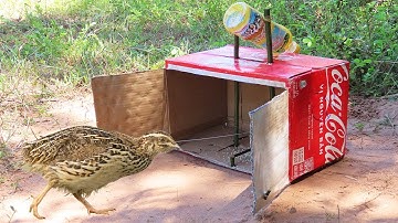 Best Unique Quail Trap Using Cardboard Box And Plastic Bottle - New Creative Bird Trap
