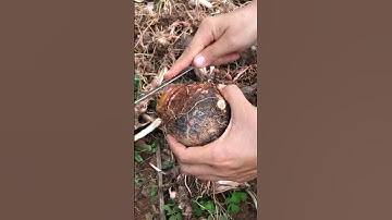 Best cutting taro skills #cuttingskills #shorts #trending #viral #nature #reels #plants #video #vlog